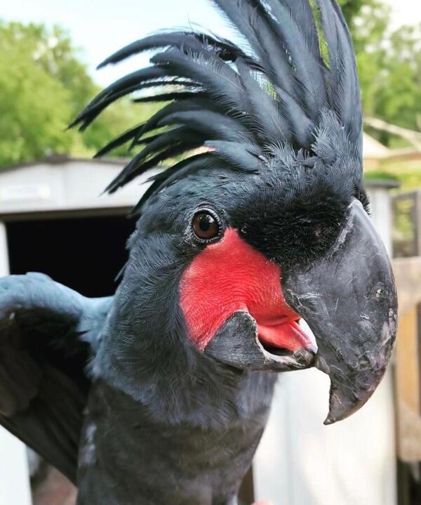 Black Palm Cockatoos