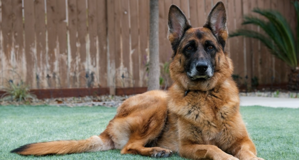 Female German Shepherd Puppy