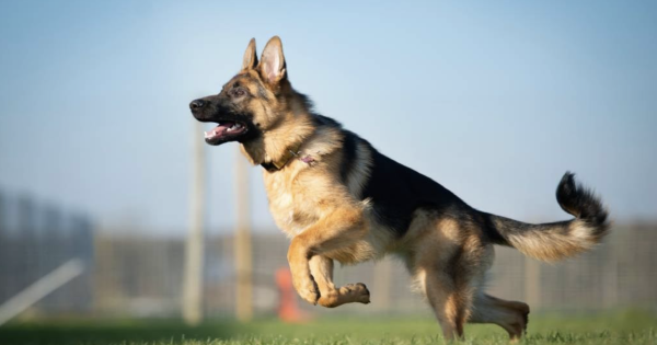 German Shepherd Puppies