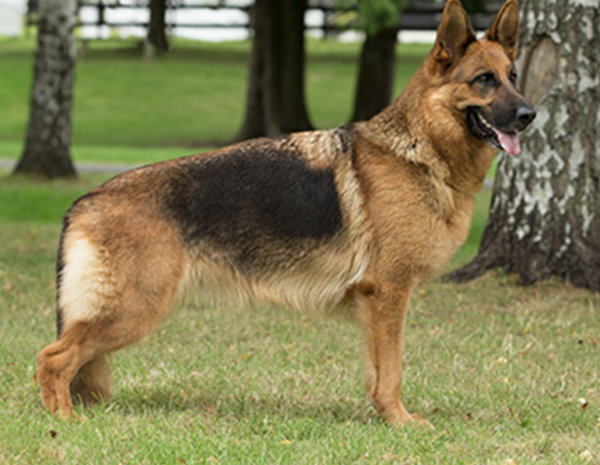 German Shepherd Puppies