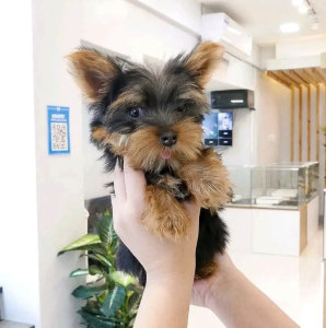 T-cup Yorkie puppies