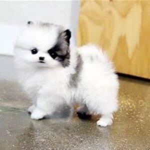 T-cup pomeranian puppies
