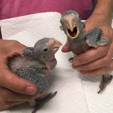 Baby Bronze-winged Parrot