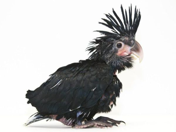 black palm cockatoo chick