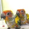Baby Sun Conure