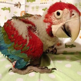 Baby Greenwing Macaw parrots