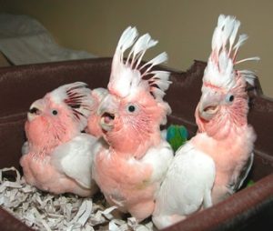 Baby Moluccan Cockatoos