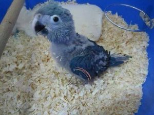 Baby Spix’s Macaws