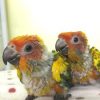 Baby Sun Conure