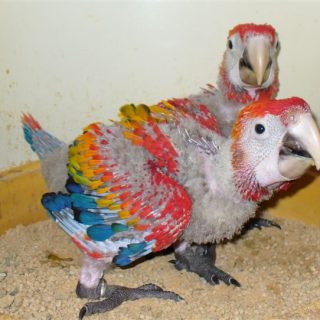 Baby Scarlet Macaw Chicks
