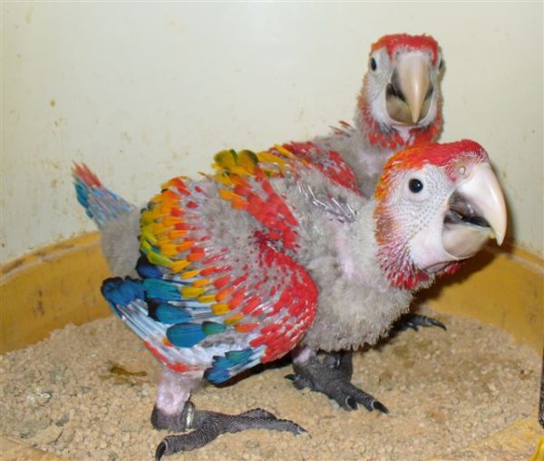 Baby Scarlet Macaw Chicks