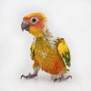 Baby Sun Conure