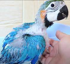 Baby Blue and gold macaw parrots