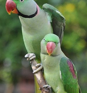 Alexandrine Ringneck Parakeet Parrots