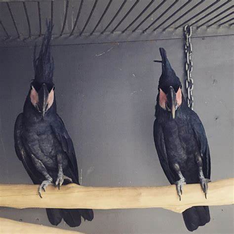 Black plumaged cockatoos