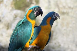 Blue Throated Macaw Parrots