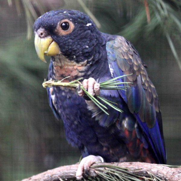 Bronze-Wing Pionus parrots