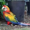 Camelot Macaw Parrots