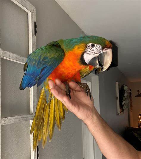 Catalina macaw for sale