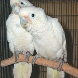 Goffin Cockatoos parrots