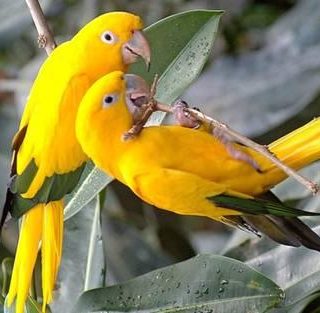 Golden Conure birds