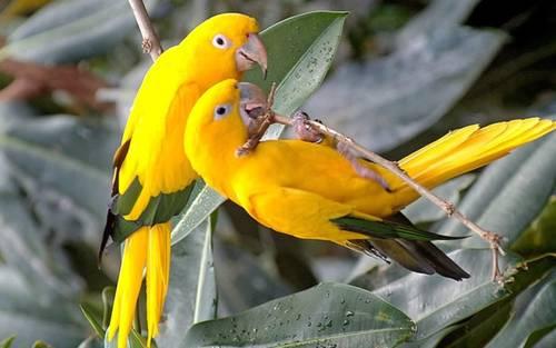 Golden Conure birds