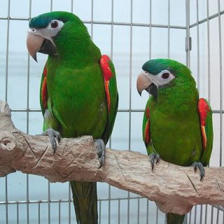 Hahn's Macaw Parrots
