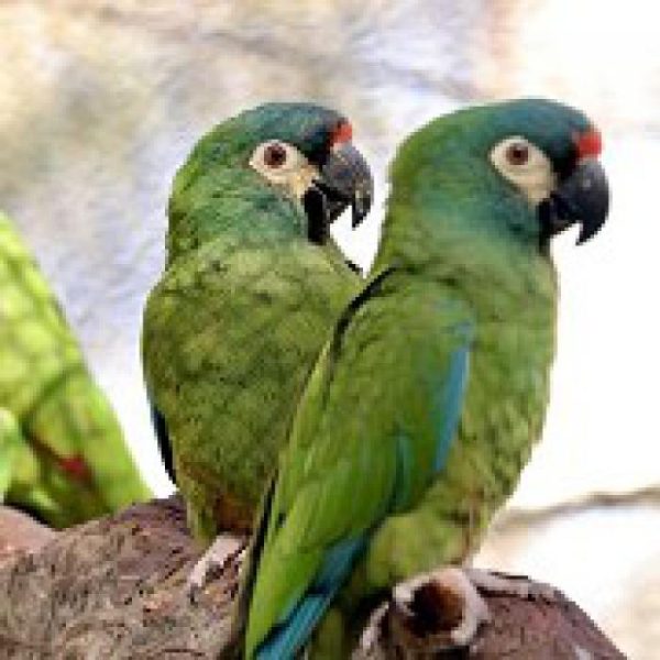 Illiger’s Macaw Parrots