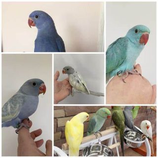 Indian Ringneck Parakeets for sale