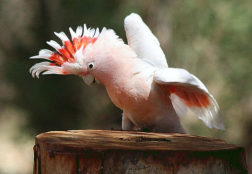 Major Mitchell Cockatoos Parrot