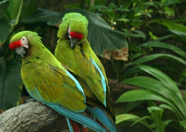 Mutation Buffon Macaw Parrots