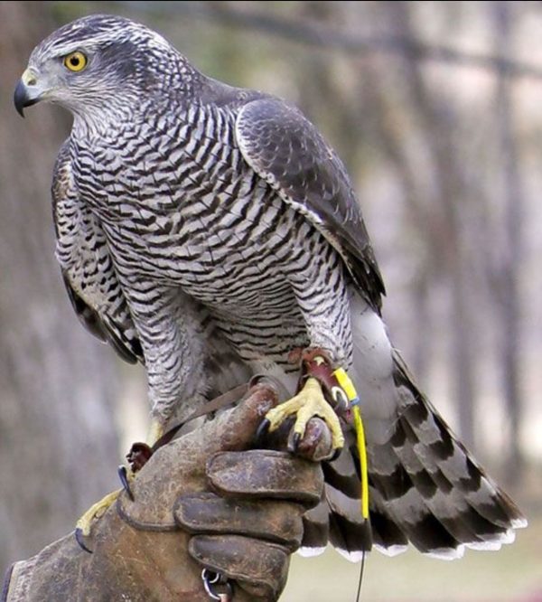 Northern goshawk Falcon sale