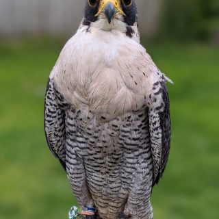 Peregrine Falcon for sale