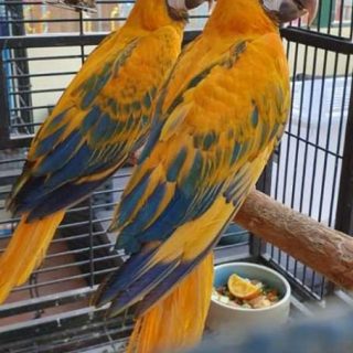 Opaline Macaw Parrots