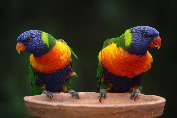 Rainbow Lorikeet birds