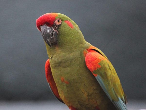 Red Front Macaw Parrots