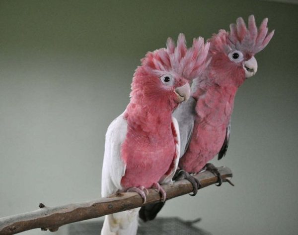 Rose Breasted Cockatoo Parrots