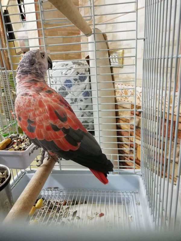 Sarasota-Red Factor African Grey Parrot