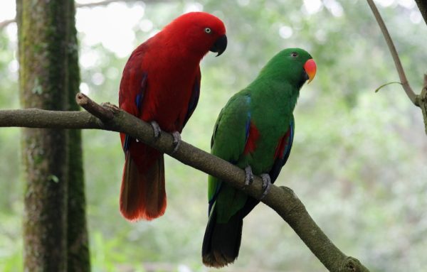 Solomon Island Eclectus birds