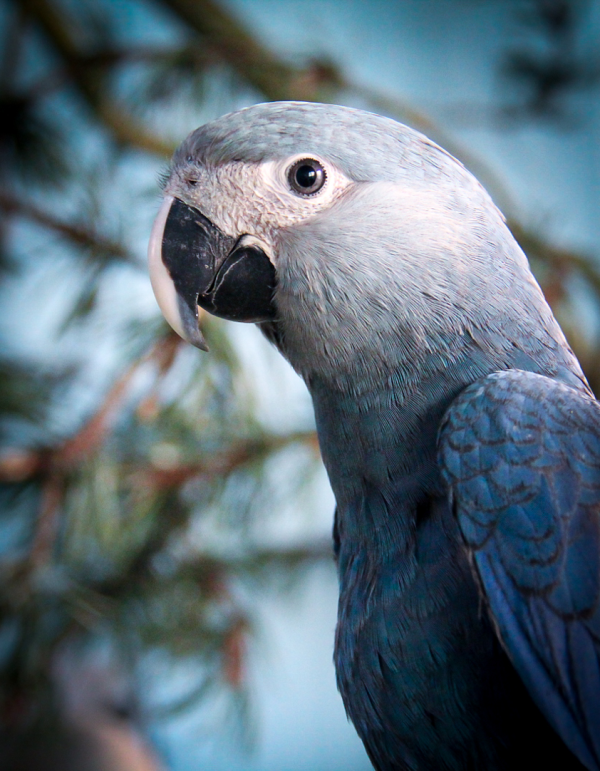 Spix’s Macaw Parrots