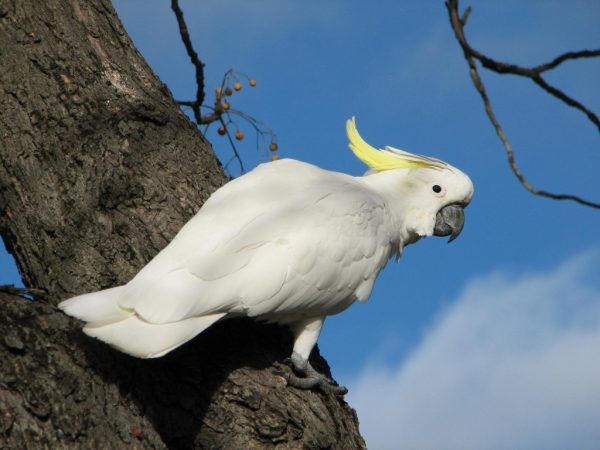Sulphur Crested Cockatoo Parrot
