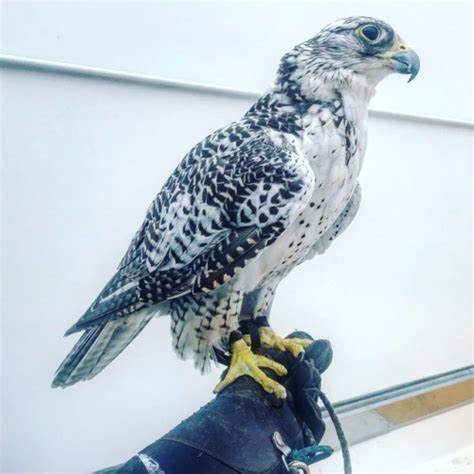 Winged Predators Falcon for sale