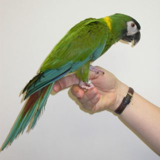 Yellow Collar Macaw Parrots