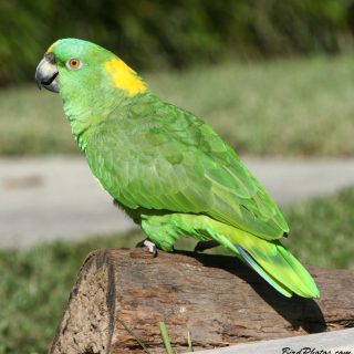 Yellow Naped Amazon Parrots