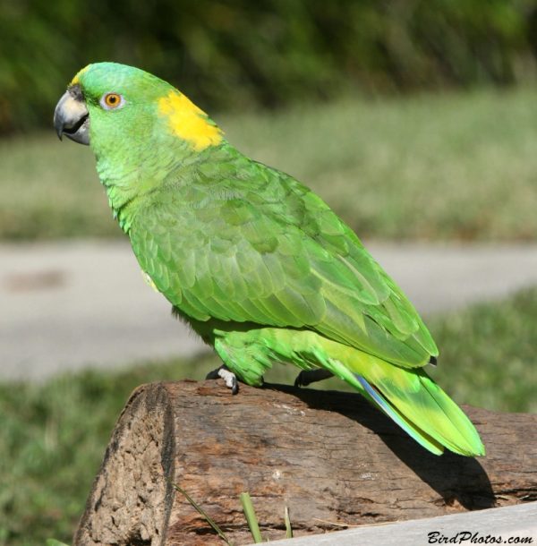Yellow Naped Amazon Parrots