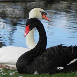 pairs of Black and white Swans