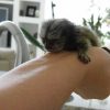 Marmoset Monkeys for sale