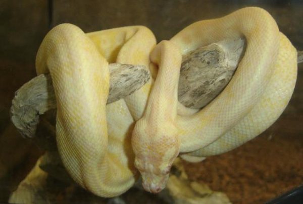 Albino Darwin Carpet Pythons