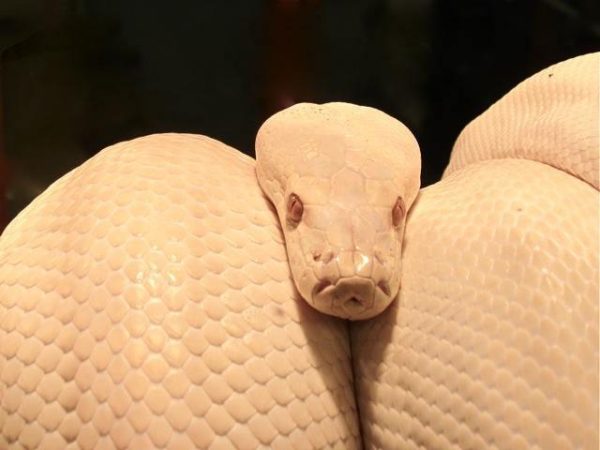 Albino Olive Pythons