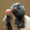 Marmoset Monkeys for sale